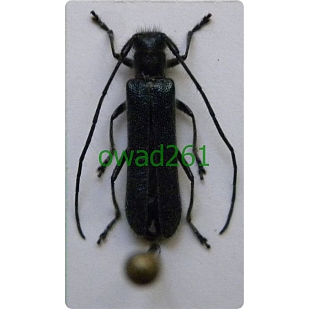 Stenostola dubia (Laicharting, 1784) Obwężyn południowy, o. leszczynowiec